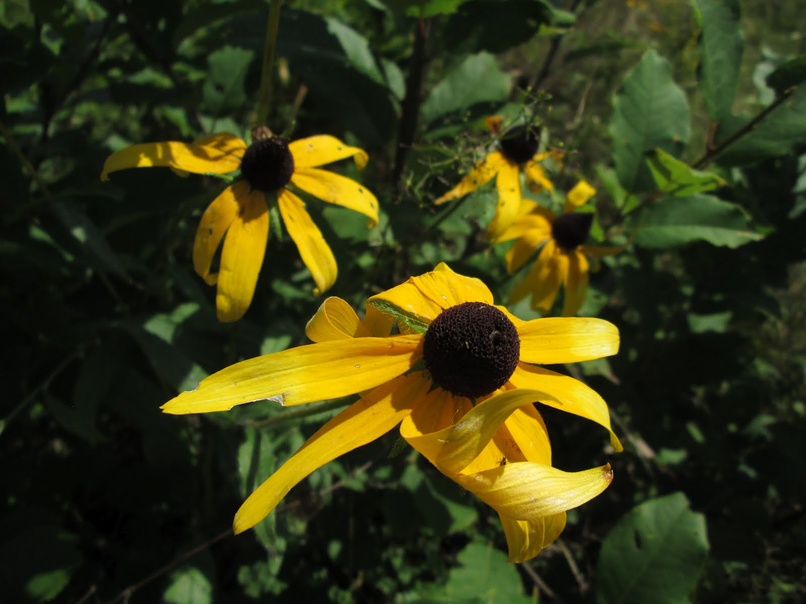 Letters from a Hill Farm: Today's poem by Elizabeth Yates