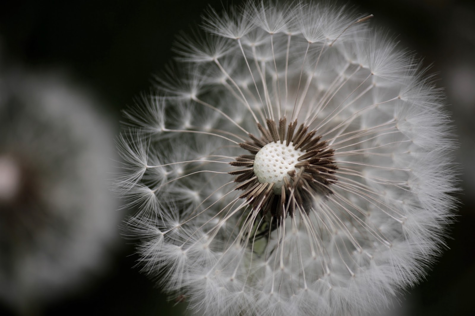 White And Shabby Back Again