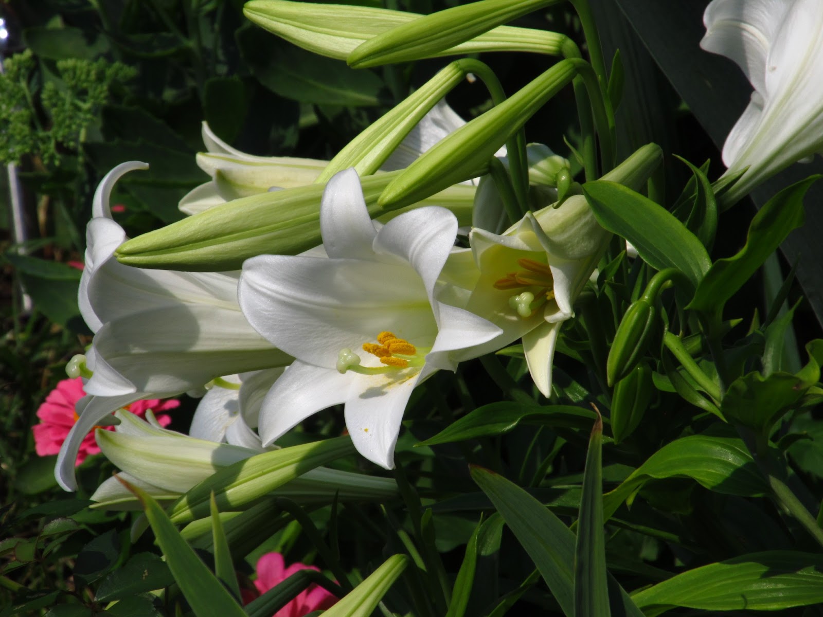 Philly Home Companionthe lilies of the field, how they grow
