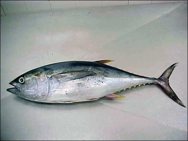 Gambar Ikan Tuna