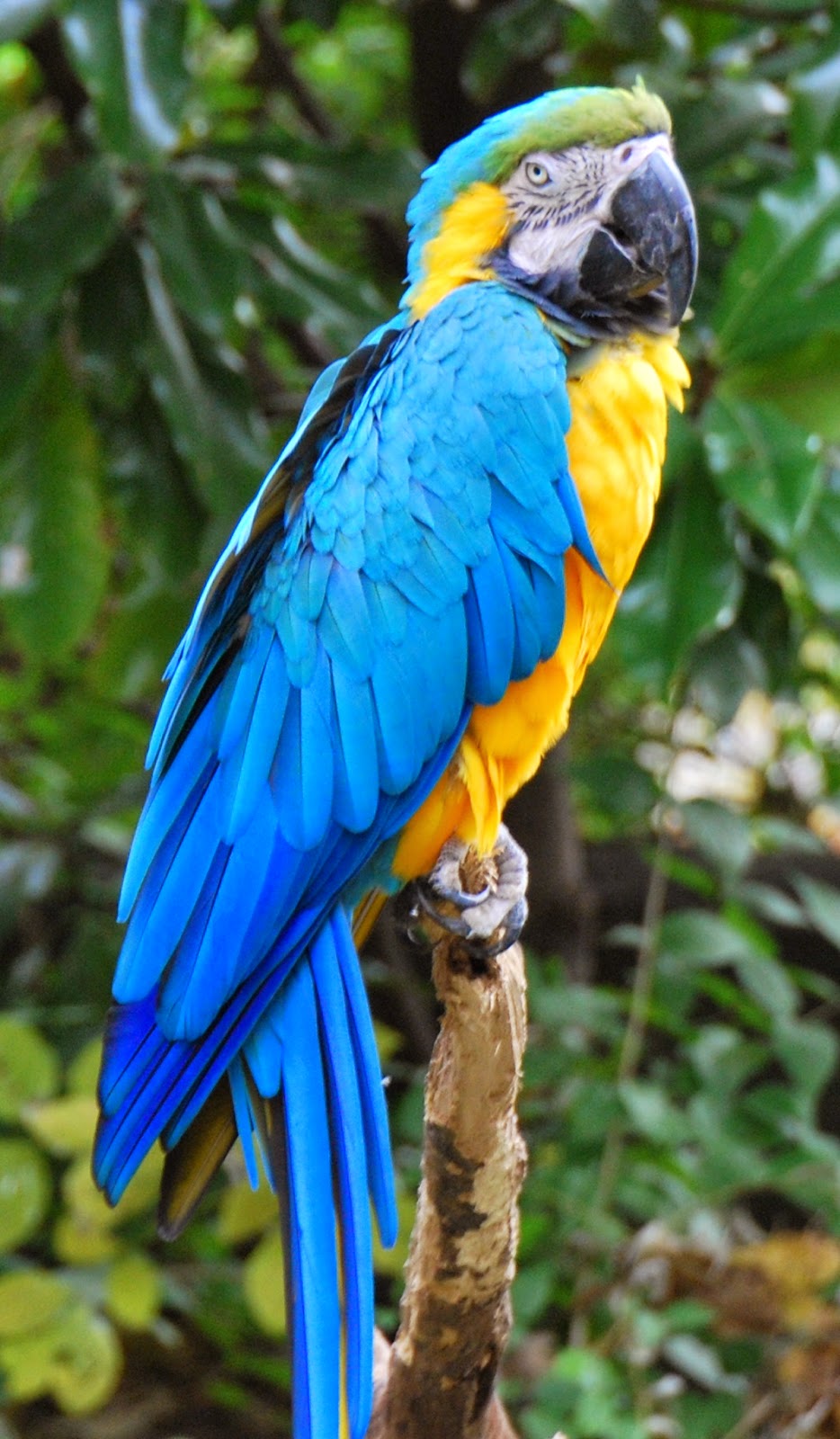 PTAKI ŚWIATA: maja 2015