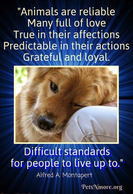 Pets N More: Best Quotes for Animal Lovers