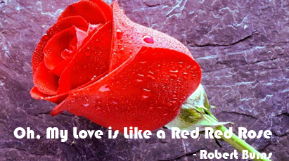Oh My Love Is Like A Red Red Rose Question Answers Summary Wordmeanings