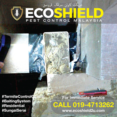 Termite Control : Pest Control Selangor Malaysia