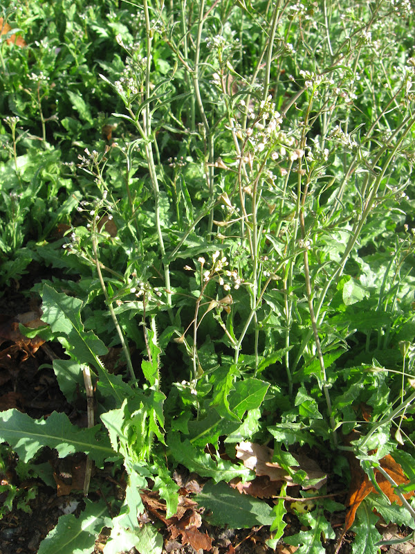 Survival in the Wasteland Shepherd's Purse and why herbal medicines