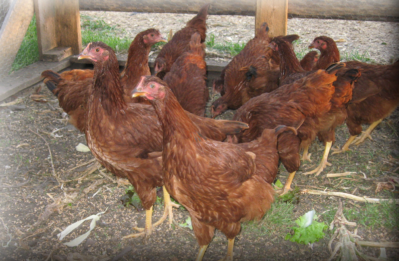 As Fresh as it Gets Straw Bale Chicken Coop
