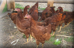 straw chicken coop bale hens laying farm