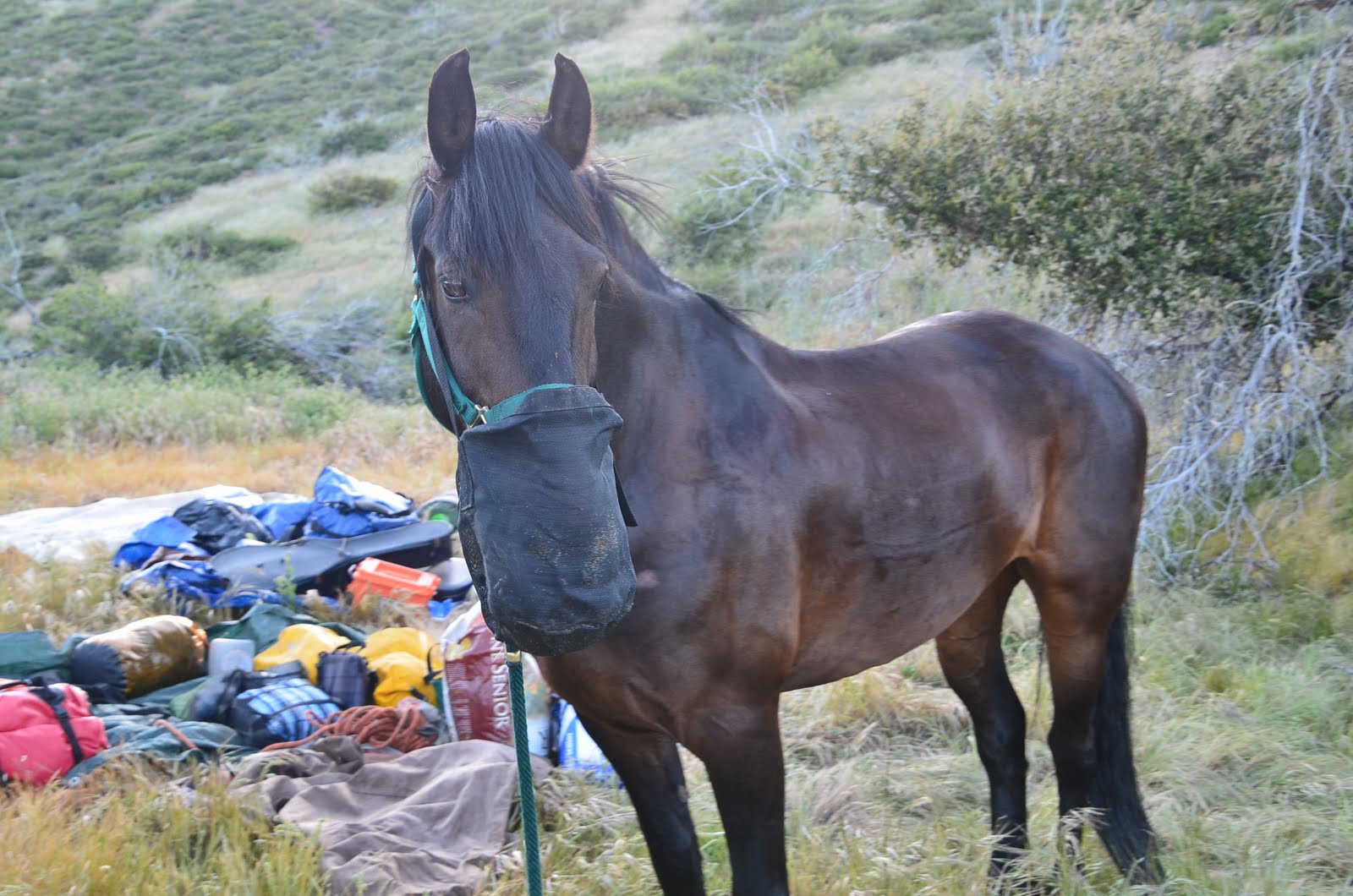 THE EQUINE NOMAD Rattlesnakes, Quicksand, and a Lame Horse