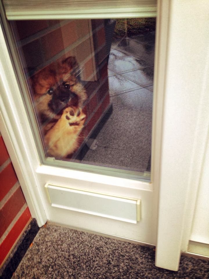 Cute dogs - part 9 (50 pics), puppy says goodbye to owner through window