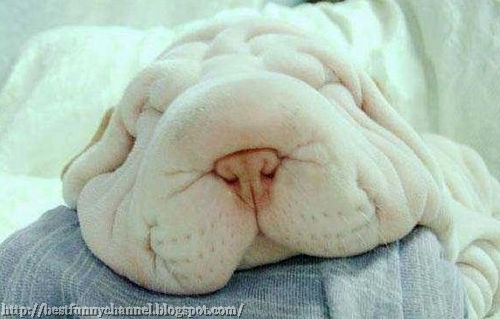 Funny sleeping dog .