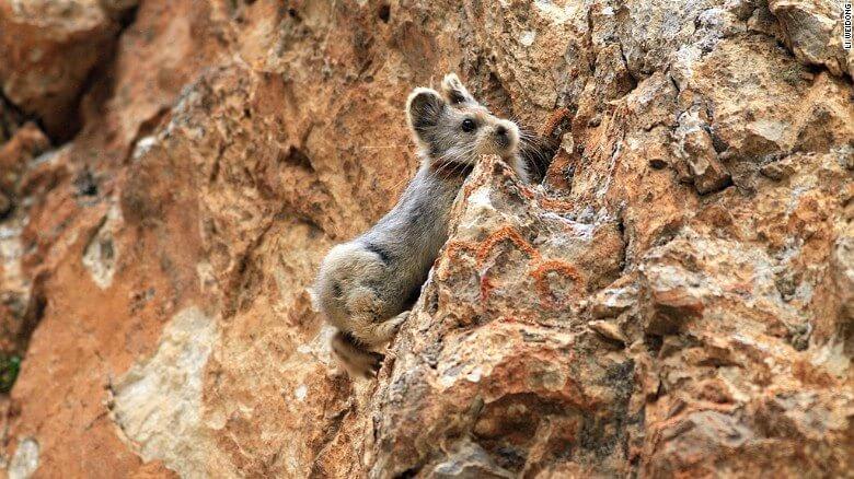 The Ili Pika, a Cute Teddy-Bear-Looking Animal, Might Not Exist in a Few Years