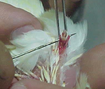 ruptura de sacos aereos en aves, 9 sacos aéreos, ruptura saco aereo cervical