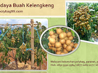 Cara Budidaya Buah Kelengkeng Agar Lebat Berbuah