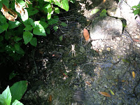Spider web on trail to Darlin’ Donna Falls, Fish Canyon, Angeles National Forest