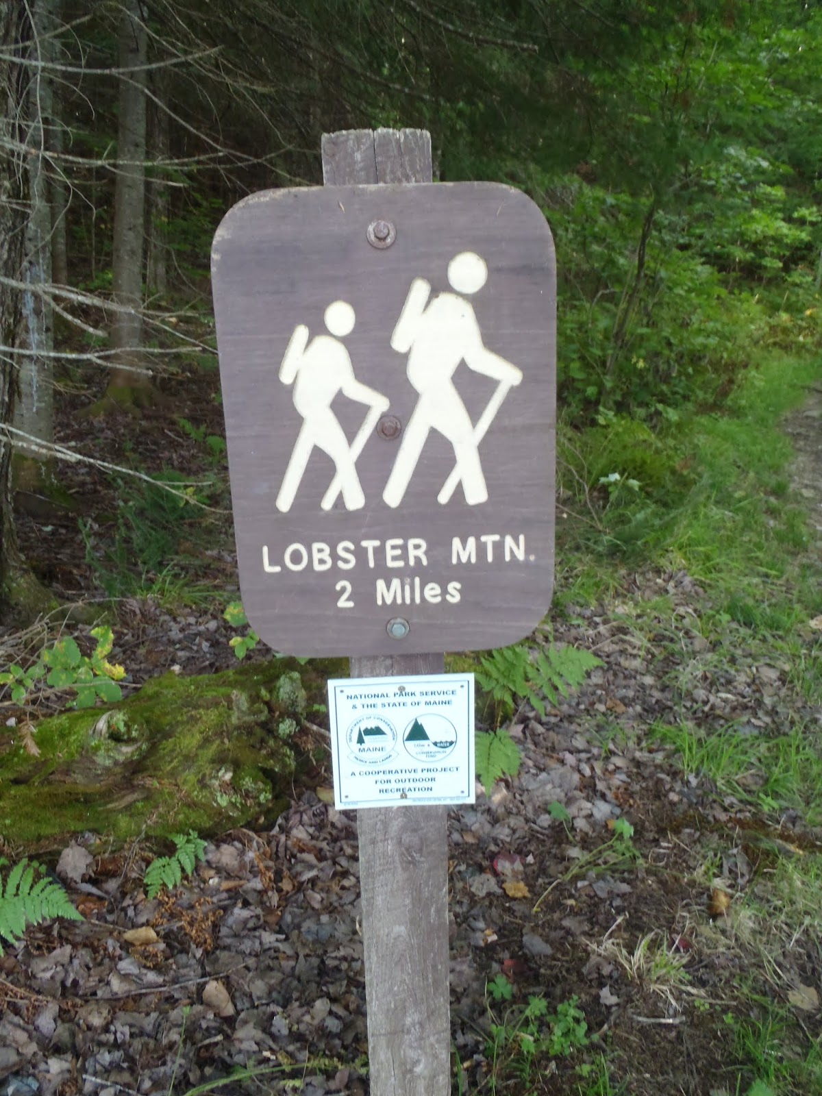 MOOSEHEAD & LOBSTER LAKES canoe camping in Maine