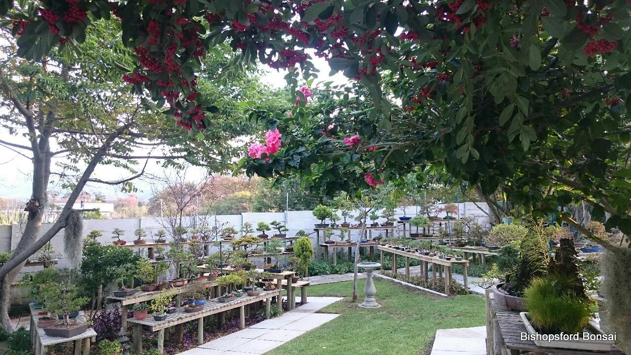 Bonsai Nursery Cape Town Etc