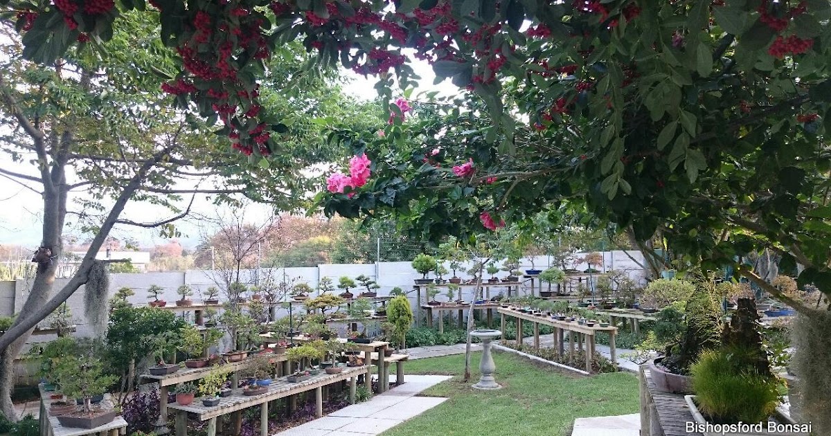Bonsai Nursery Cape Town Etc