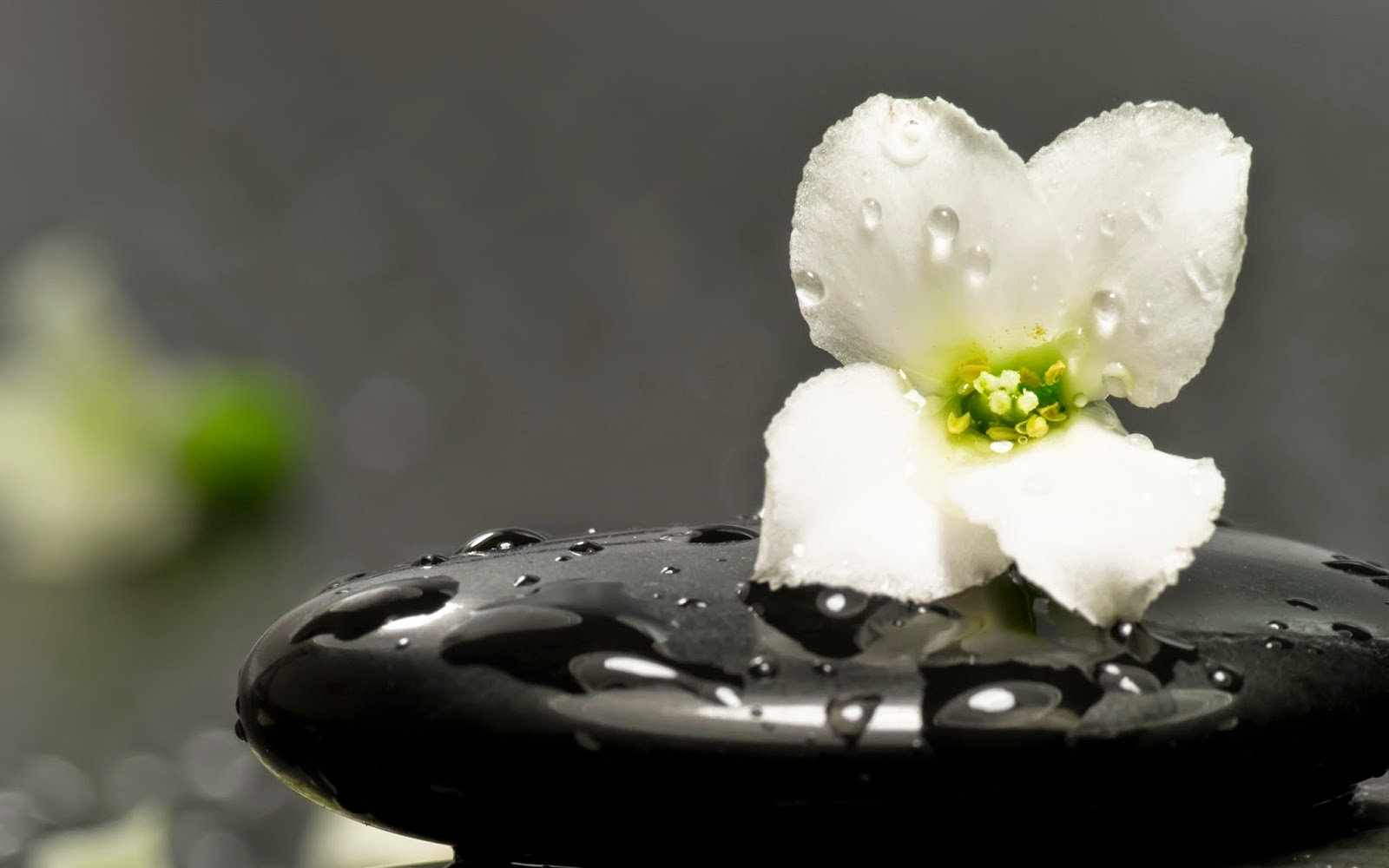 White-flower-zen-black-stone-with-water-drops-HD-pictures.jpg White-flower-zen-black-stone-with-water-drops-HD-pictures.jpg