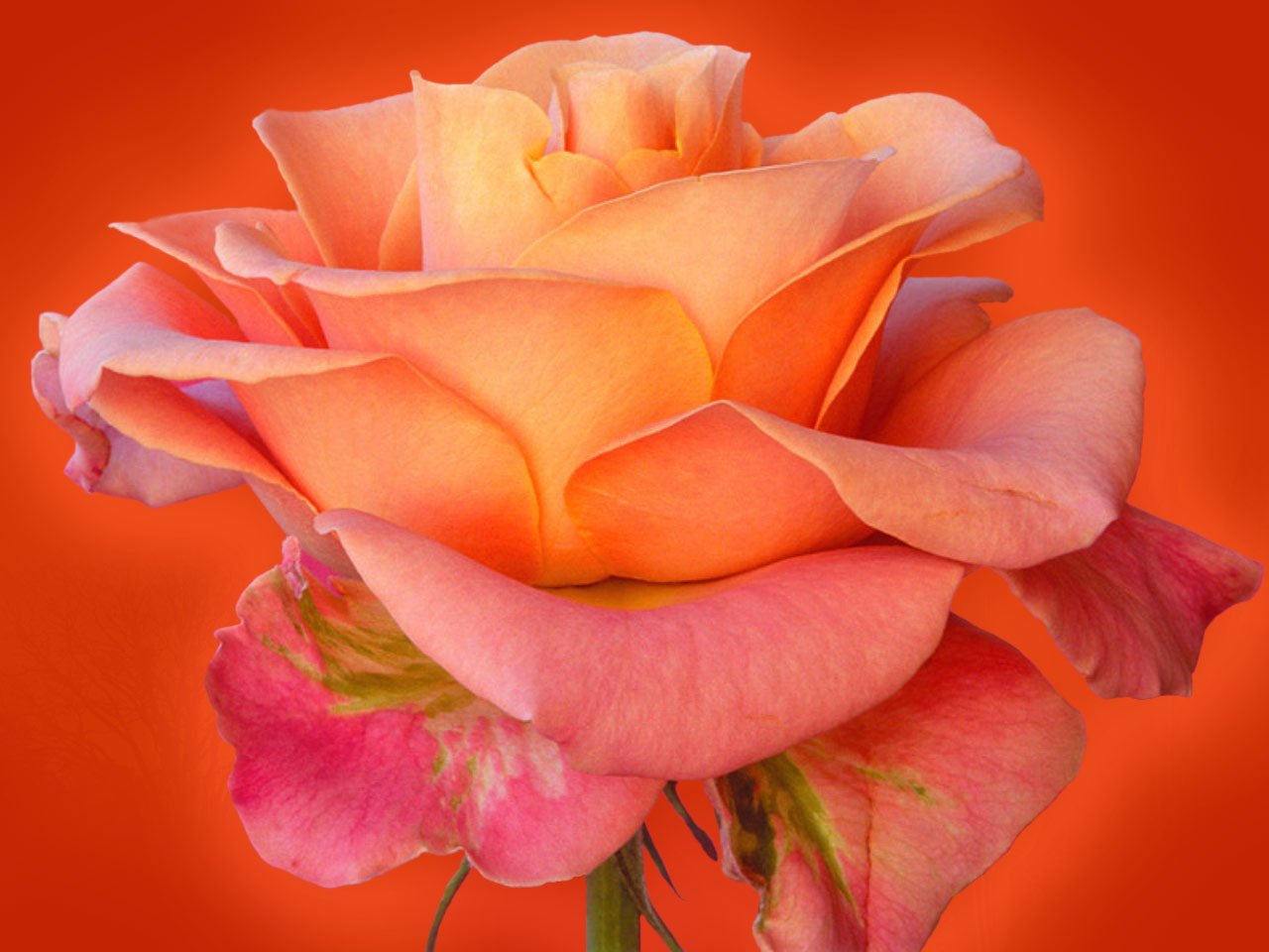 free rose wallpaper |Rose Wallpapers