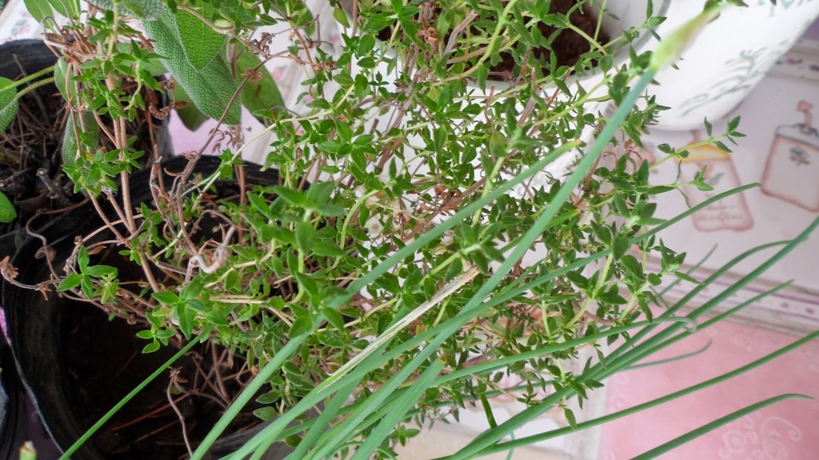 Aromáticas para tu cocina / Con Sabor a Hogar