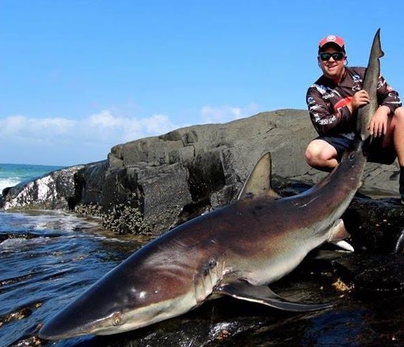 Big Fishes of the World SHARK BRONZE WHALER (Carcharhinus brachyurus)