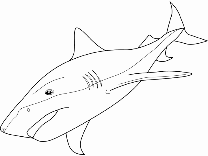 ocean shark coloring pages - photo #8