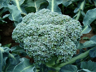 broccoli-www.healthnote25.com