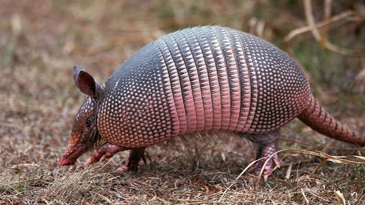 Los armadillos del Amazonas y la lepra