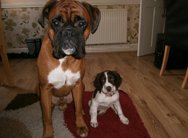 big boxer dog and little puppy