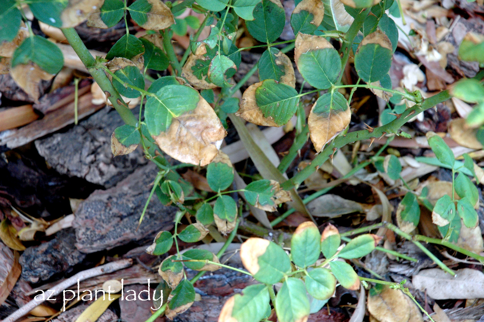 Red Spots On Rose Bush Leaves Free Télécharger Unique PhotoPNG