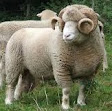 jenis-jenis domba peliharaan yang terdapat diseluruh dunia
