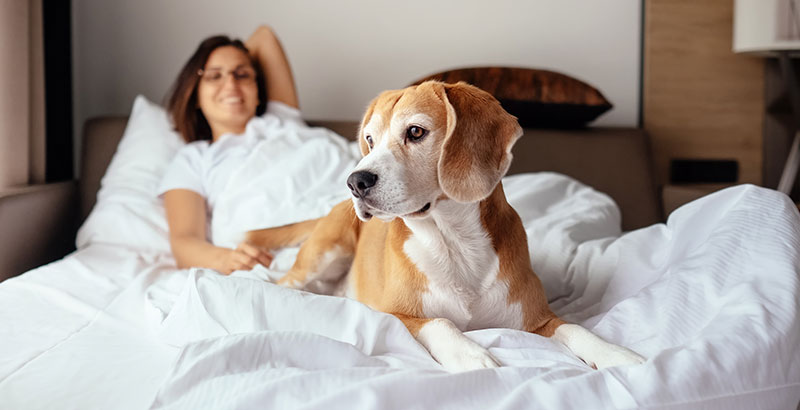  Dormir avec son chien : bonne ou mauvaise idée ?