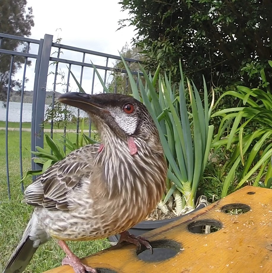 My Burra Family Feeding wild birds. Good or Bad??