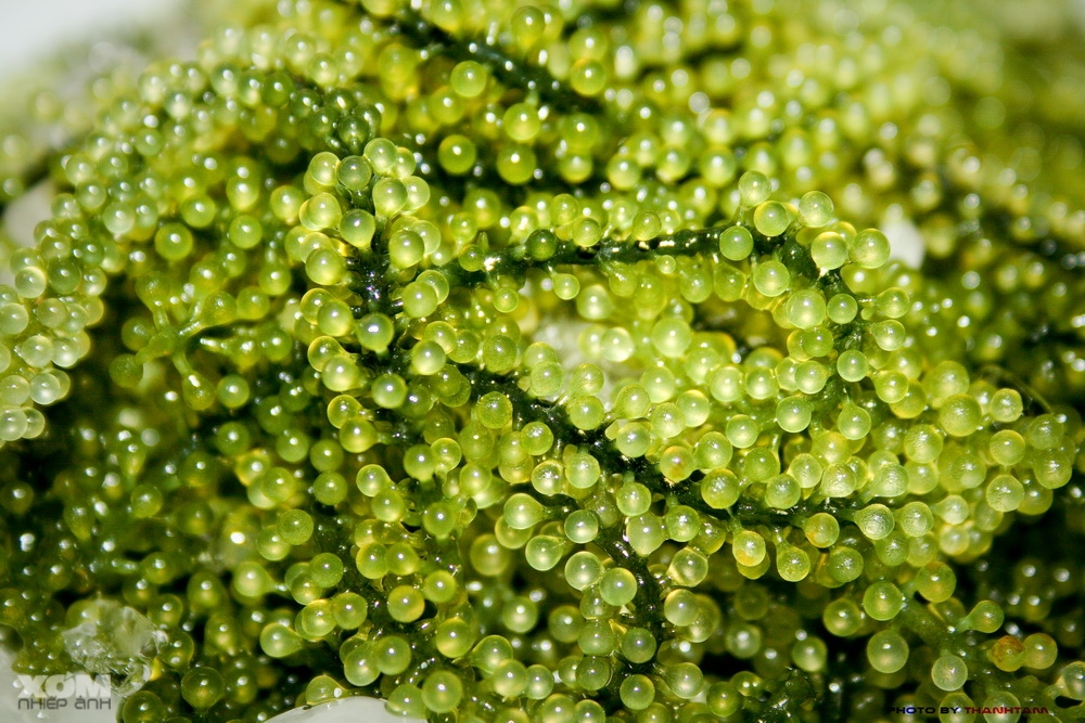 VIETNAM SEAWEED Vietnam seaweed SEA GRAPES (Caulerpa lentillifera)