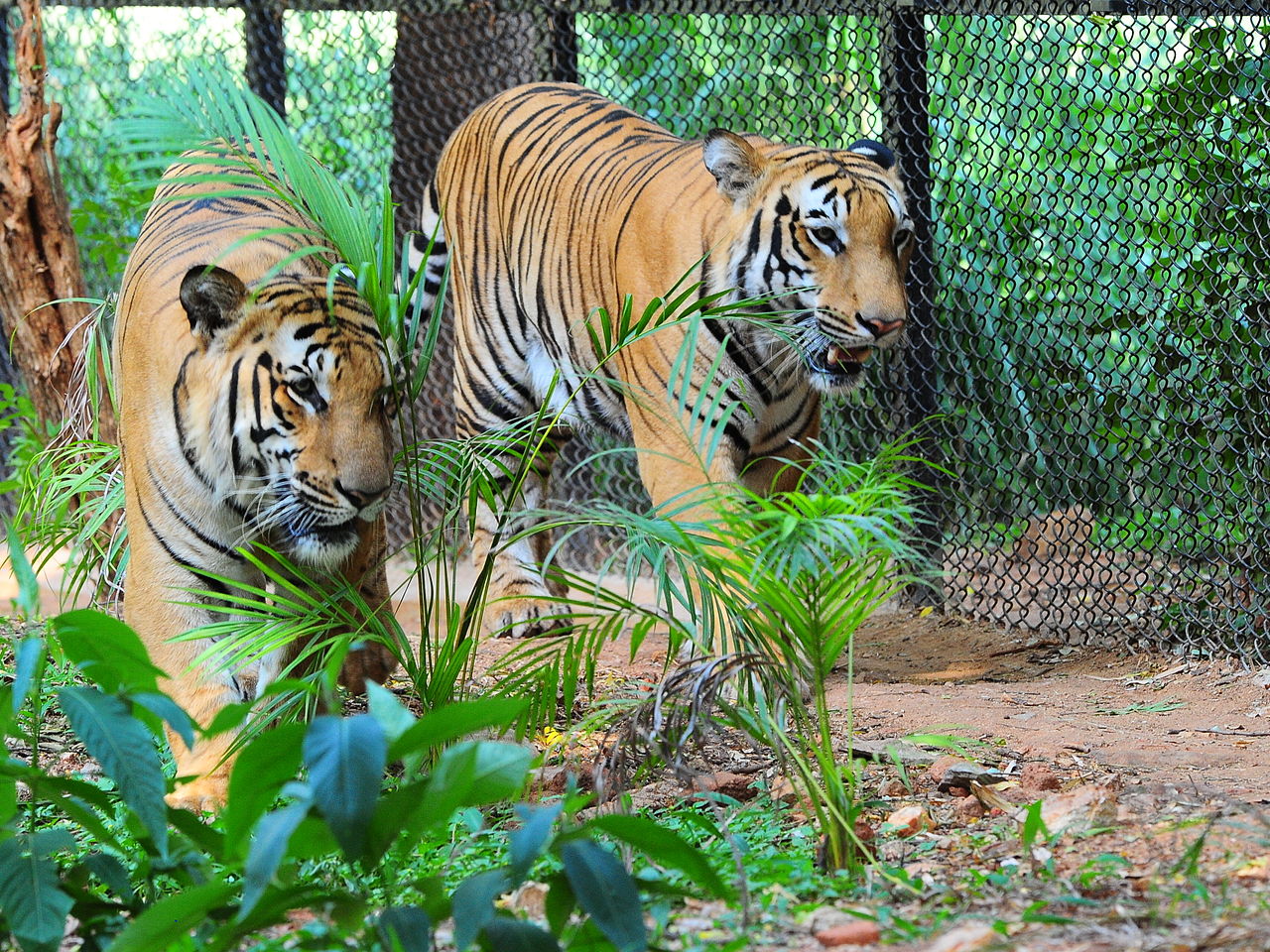 Mysore Zoo