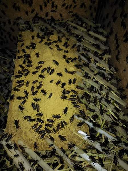 7 Faktor Penyebab Kegagalan Budidaya Jangkrik Kerugian Ternak Jangkrik Kangjamal Com