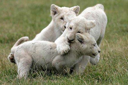  Anak Singa Putih Lucu Menggemaskan Gosip Gambar 