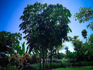 Fresh Garden With Cassava Or Manihot Esculenta Plants On Sunny Day