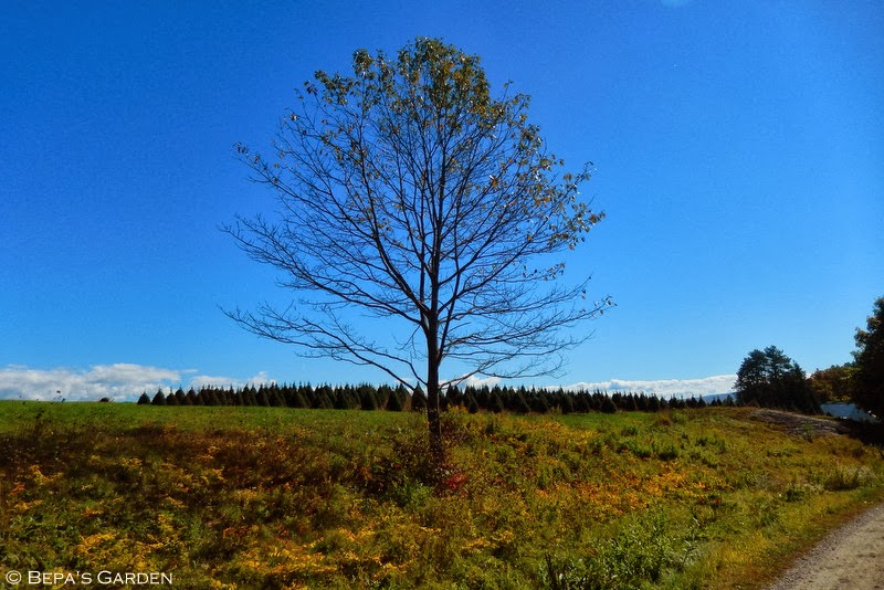 Bepa's Garden Day trip Putney, VT