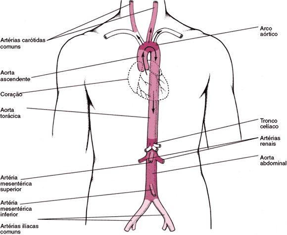 aorta e ramos prim%C3%A1rios1 Arterite de Takayasu