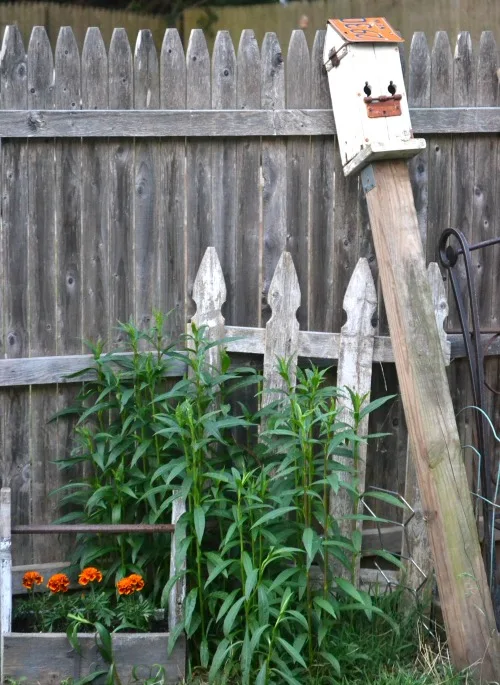 Old fence with bird house leaning against it
