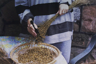 MOSTLY ABOUT FLAX: Growing and Processing Flax (with photos)
