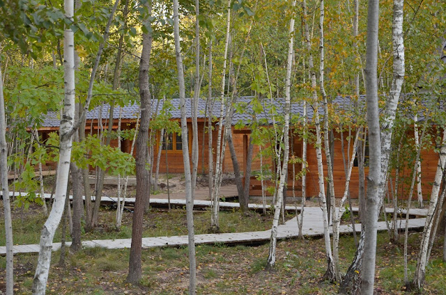 Деревянные домики в лесу
