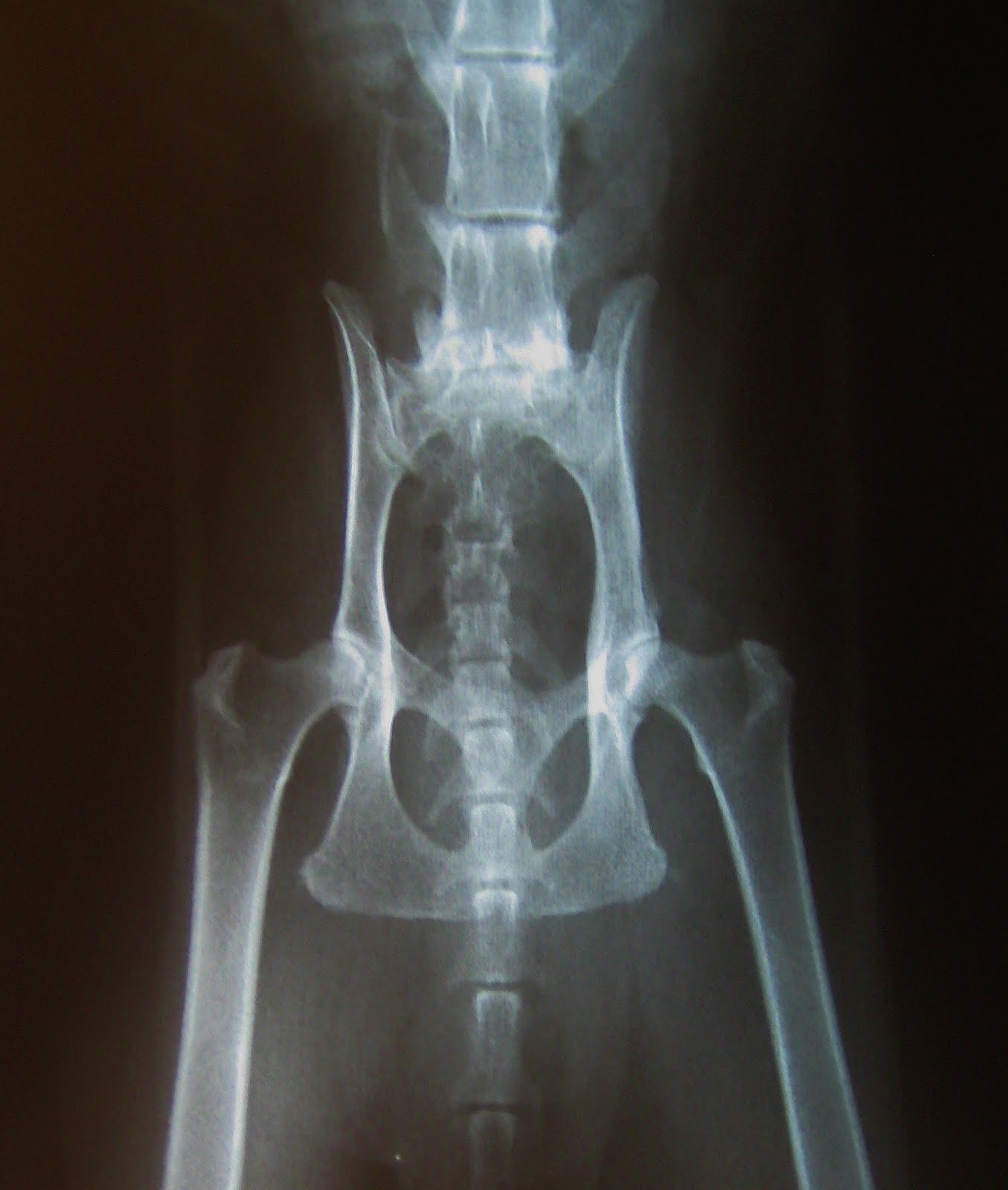 Linwood Animal Clinic's Blog Arthritis In Pets