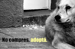 Adopta, no compres. Adopt, do not buy.