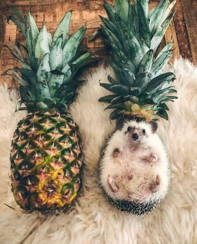 Funny animals of the week - 13 July 2018, cute animal picture, best funny animals