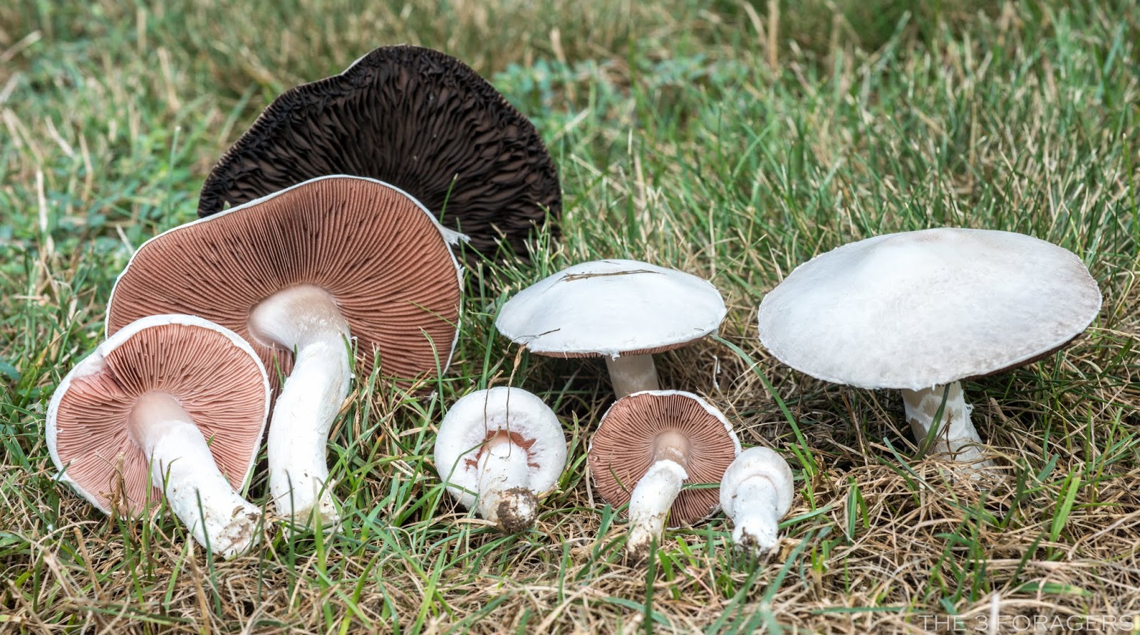 The 3 Foragers Foraging for Wild, Natural, Organic Food Preserving