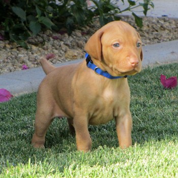 We are Four Weeks old and love being outside!