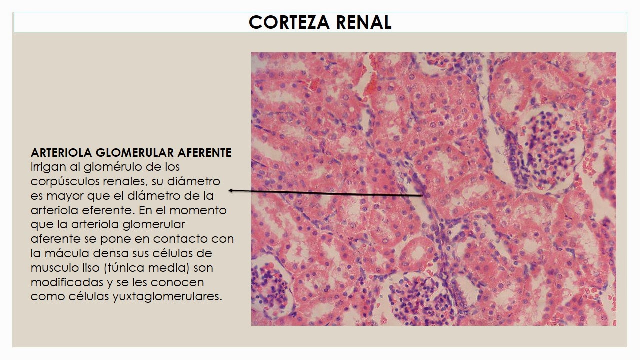 TEMAS MÉDICOS: HISTOLOGÍA RIÑÓN