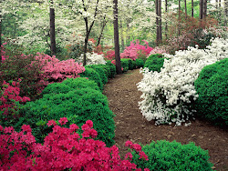 garden desktop flowers wallpapers floral flower gardens landscape wall azalea paper gardening pc path desk bosque fence